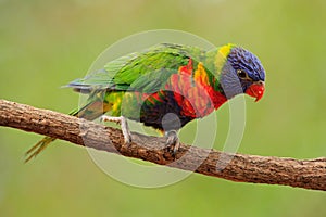 Rainbow Lorikeets Trichoglossus haematodus, colourful parrot sitting on the branch, animal in the nature habitat, Australia. Blue,