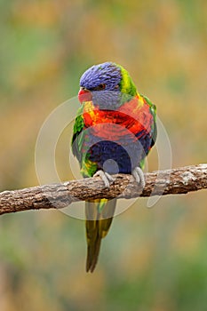 Rainbow Lorikeets Trichoglossus haematodus, colourful parrot sitting on the branch, animal in the nature habitat, Australia. Blue,