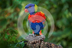 Rainbow Lorikeets, Trichoglossus haematodus, colourful parrot sitting on the branch, animal in the nature habitat, Australia.