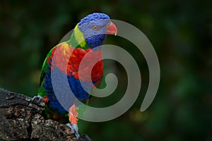 Rainbow Lorikeets, Trichoglossus haematodus, colourful parrot sitting on the branch, animal in the nature habitat, Australia.