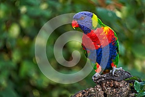 Rainbow Lorikeets, Trichoglossus haematodus, colourful parrot sitting on the branch, animal in the nature habitat, Australia.