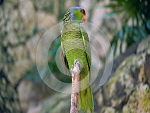 Rainbow Lorikeets Trichoglossus haematodus, colourful parrot sitting on the branch, animal in the nature habitat,