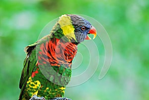 Rainbow Lory