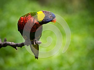 Rainbow lory