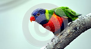 Rainbow Lory photo