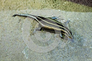 Rainbow mabuya (Trachylepis margaritifera), also known as the ra