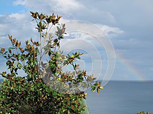 Rainbow and magnolia tree against the sky, sea and clouds on a summer rainy day