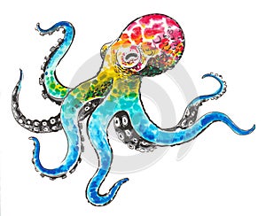 Rainbow octopus