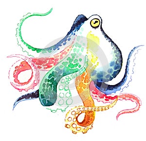 Rainbow octopus