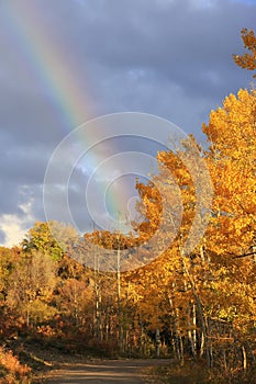 Rainbow over aspen trees, Colorado