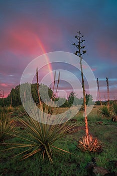 Rainbow over Chihuahuan Desert Nature Center