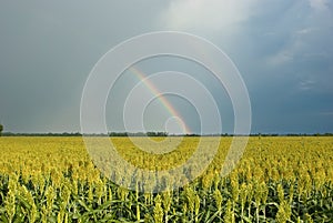 Rainbow Over Field of Milo (Sorghum)