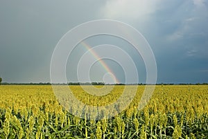 Rainbow Over Field of Milo (Sorghum) photo