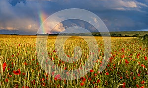 Rainbow over a field of poppies at sunset