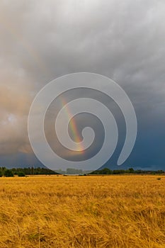 Rainbow over field of ripe wheat Sweden
