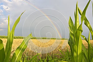 The rainbow over a field during summer