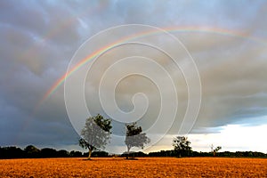 Rainbow over field