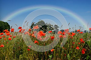 Rainbow over field  with wild poppies