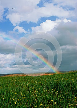 Rainbow over fields of vines and green wheat fields
