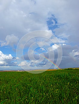 Rainbow over fields of vines and green wheat fields
