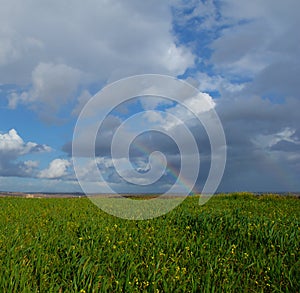 Rainbow over fields of vines and green wheat fields