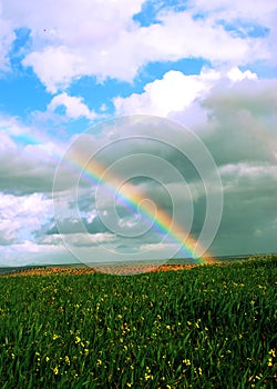 Rainbow over fields of vines and green wheat fields