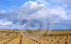 Rainbow over fields of vines and olives
