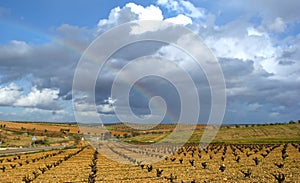 Rainbow over fields of vines and olives
