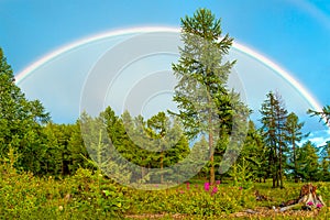 Rainbow over the forest on a summer evening