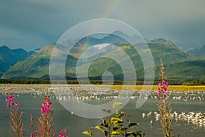 Rainbow over lake with seagulls and fireweed in Valdez, Alaska