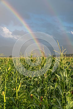 Rainbow over maize field