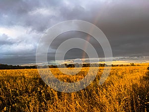 Rainbow over the field