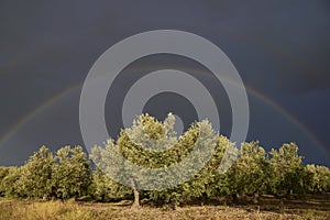 Rainbow over an olive grove in Estepa. Andalusia, Seville photo