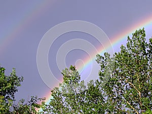 Rainbow over the poplar at Flowing Springs