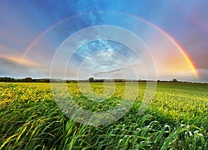 Rainbow over spring field