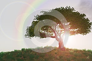 Rainbow over tree on hill