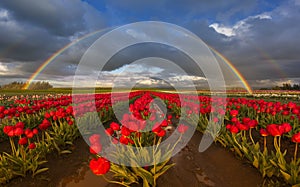 Rainbow over the Tulip Field