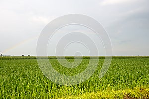 Rainbow over Vercelli countryside