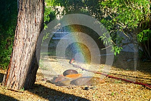 Rainbow over water droplets rushing up out of punctured garden hose