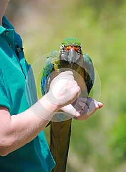 Rainbow parrot