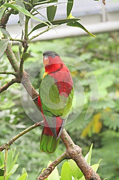 Rainbow Parrot Lori on a Rainforest Branch