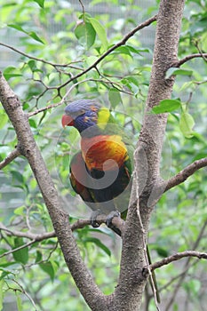 Arcoíris loro sobre el selva rama 