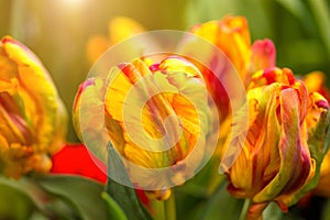 Rainbow Parrot Tulip Heads - New Parrot Tulip with selective focus. Colorful flower background