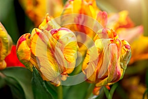 Rainbow Parrot Tulip Heads - New Parrot Tulip with selective focus. Colorful flower background