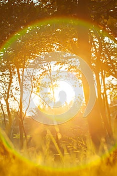 Rainbow rays from the sun shines through a forest