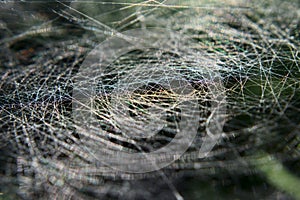 Rainbow reflected in a spider web