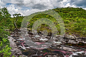 The rainbow river or five colors river is in Colombia