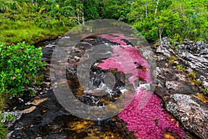 The rainbow river or five colors river is in Colombia