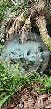 Rainbow River headspring, Florida