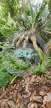 Rainbow River headspring, Florida